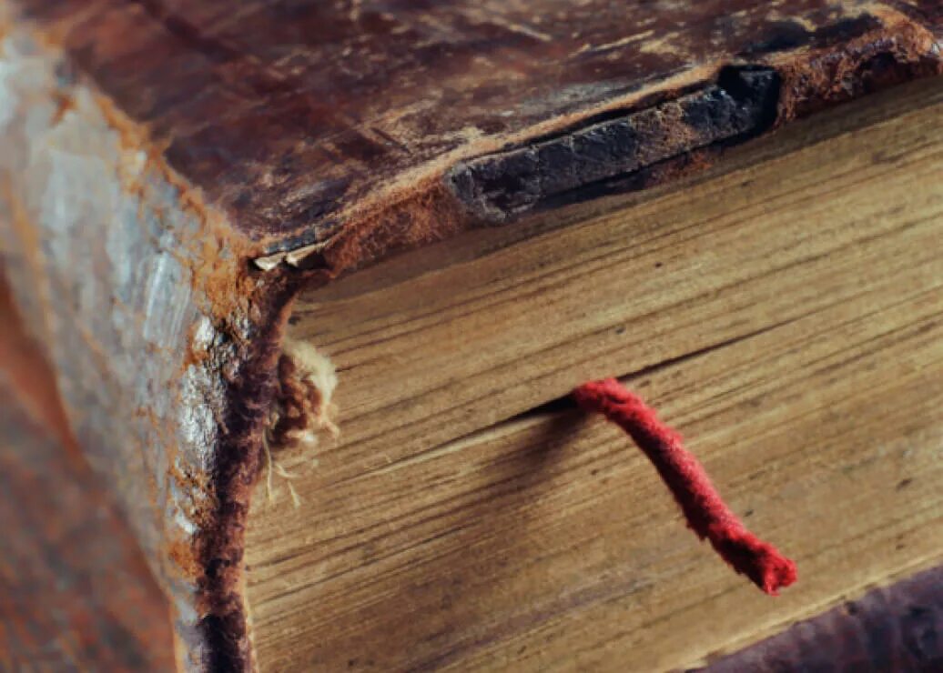 Книжные черви. Книжный червь насекомое. Книжный червь фото. Книжные черви в книгах. Книжные черви 2