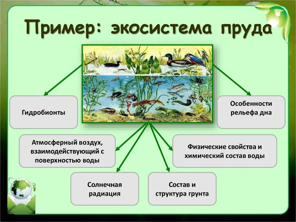 Продуценты болота. Структура биогеоценоза пруда. Структура биогеоценоза и экосистемы. Примеры экосистем. Экосистема водоема.