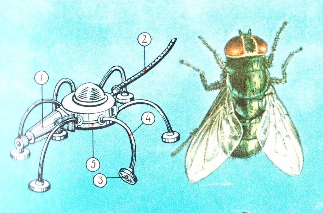 Общеморфологическая Бионика. Биологическая Бионика. Бионика это в биологии. Муха Бионика.