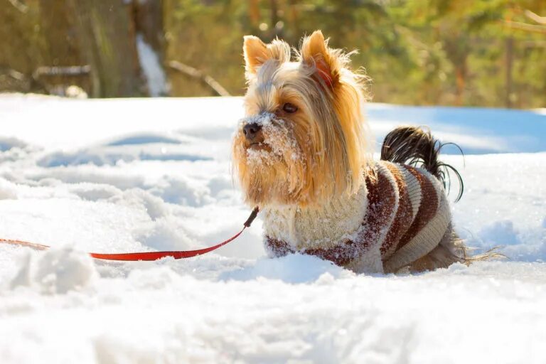 йоркширский терьер на прогулке зимой. гулять с собакой. йорк на прогулке зимой. можно ли йоркам гулять зимой. йорк зимой.