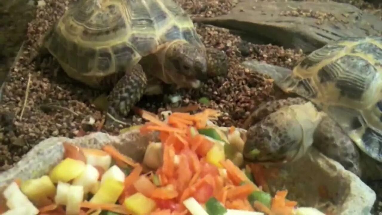 Среднеазиатская красноухая черепаха. Красноухая черепаха сухопутная. Что едят черепахи. Что кушают черепахи. Чем кормить черепаху в домашних условиях сухопутную