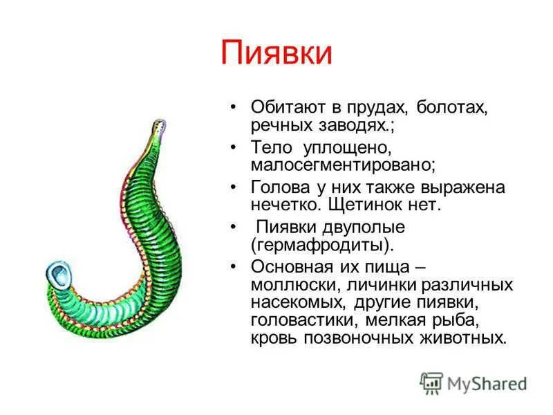 Дайте характеристику типу кольчатые черви. Тип кольчатые черви класс пиявки. Кольчатые черви биология 7 строение. Класс пиявки черви строение. Кольчатые черви пиявки строение.