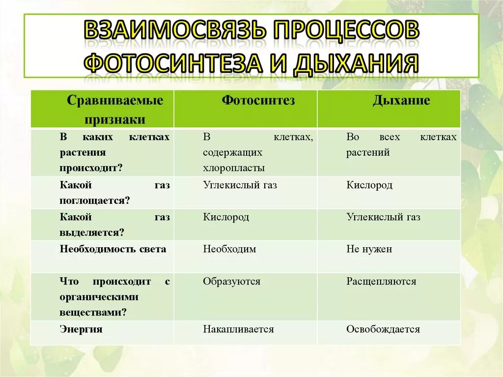 В какое время происходит фотосинтез и дыхание. Процесс дыхания и фотосинтеза у растений. Биология 6 класс взаимосвязь фотосинтеза и дыхания. Таблица фотосинтез 6 класс биология. Фотосинтез и дыхание таблица биология 6 класс.