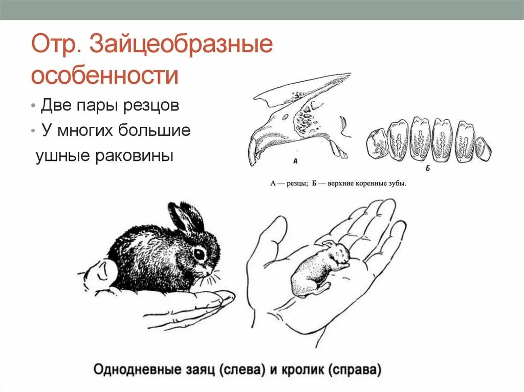 Какую особенность имеют резцы у грызунов. Особенности отряда зайцеобразные. Зайцеобразные млекопитающие характеристика. Зайцеобразные характерные черты. Особенности строения зайцеобразных млекопитающих.