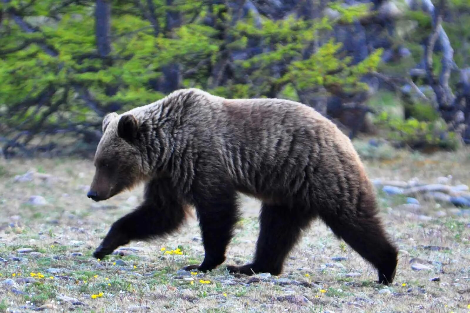 Живого медведя видео. Байкало-Ленский заповедник медведь. Байкало-Ленский заповедник бурый медведь. Бурый медведь (Ursus arctos). Олёкминский заповедник Росомаха.