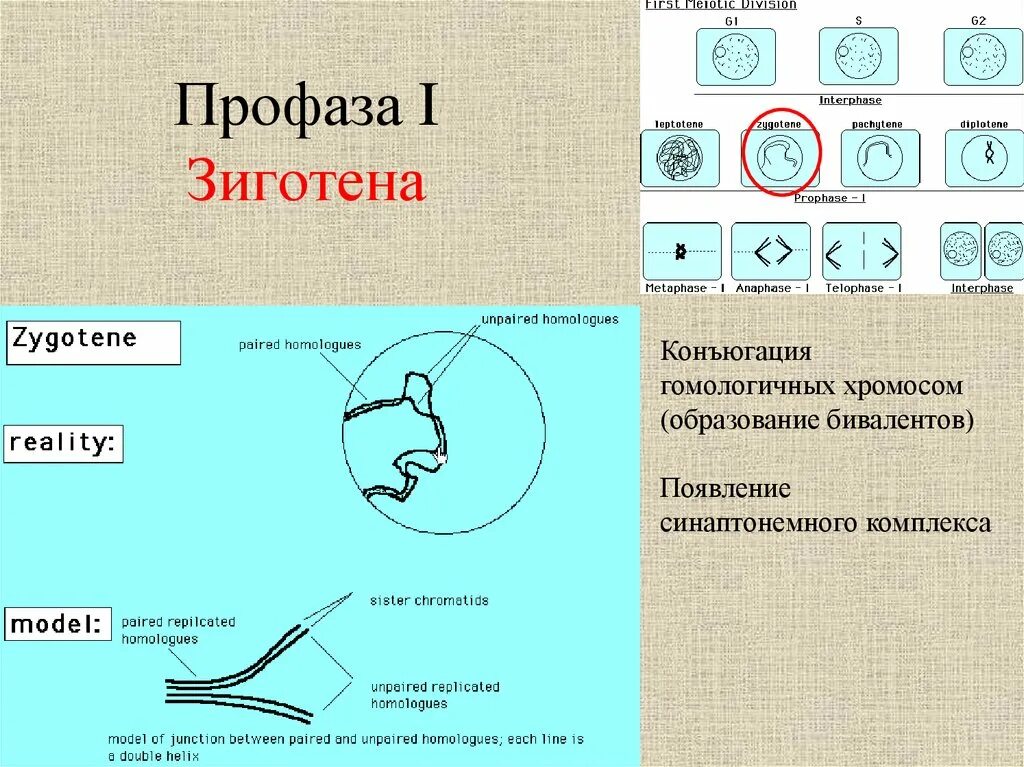 Лептотена. Мейоз лептотена зиготена пахитена диплотена диакинез таблица. Профаза 1 мейоза лептотена зиготена. Пахитена диакинез. Диплотена диакинез.