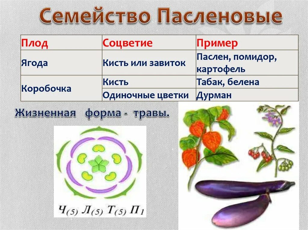 Тип плода семейства пасленовых растений. Схема цветка семейства пасленовых. Соцветие пасленовых растений. Семейство Пасленовые плод коробочка.