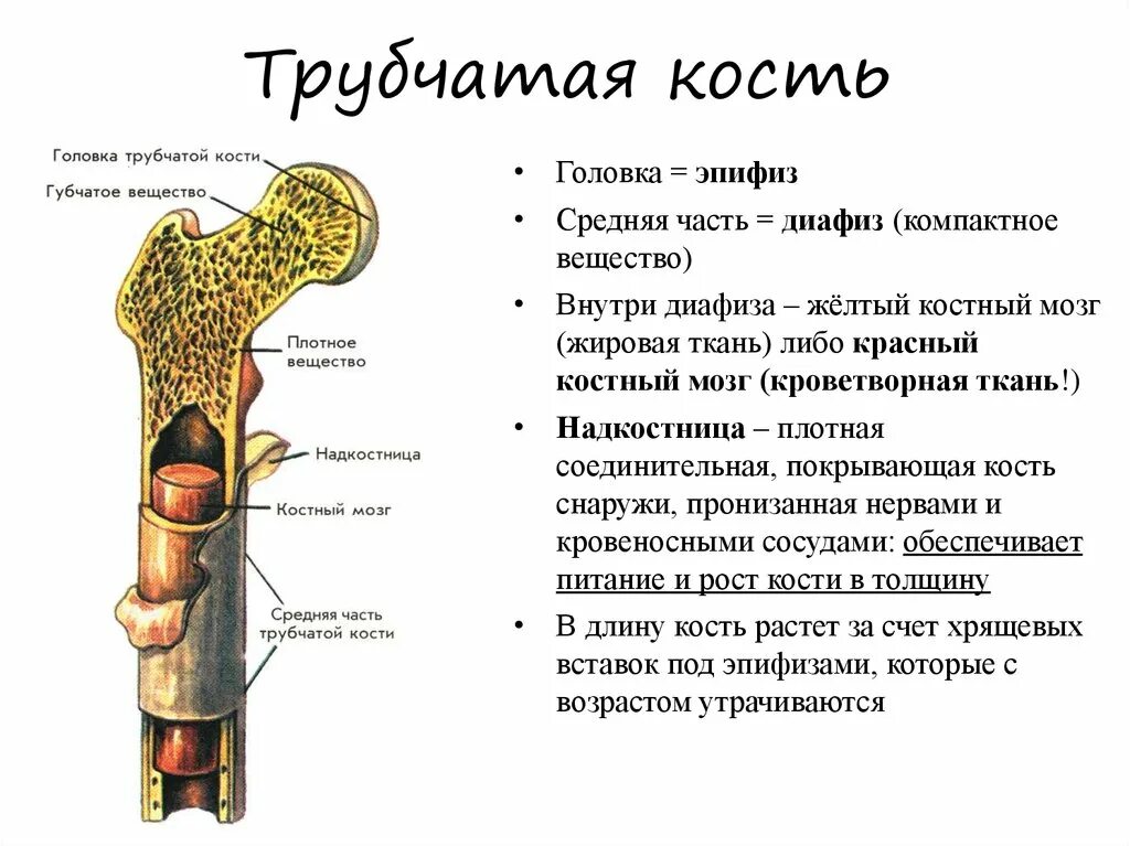 Строение трубчатой кости анатомия. Схема строения трубчатой кости. Строение длинной трубчатой кости рисунок. Строение трубчатой кости эпифиз диафиз.