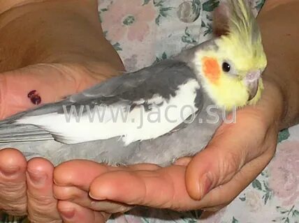 Условия для корелла