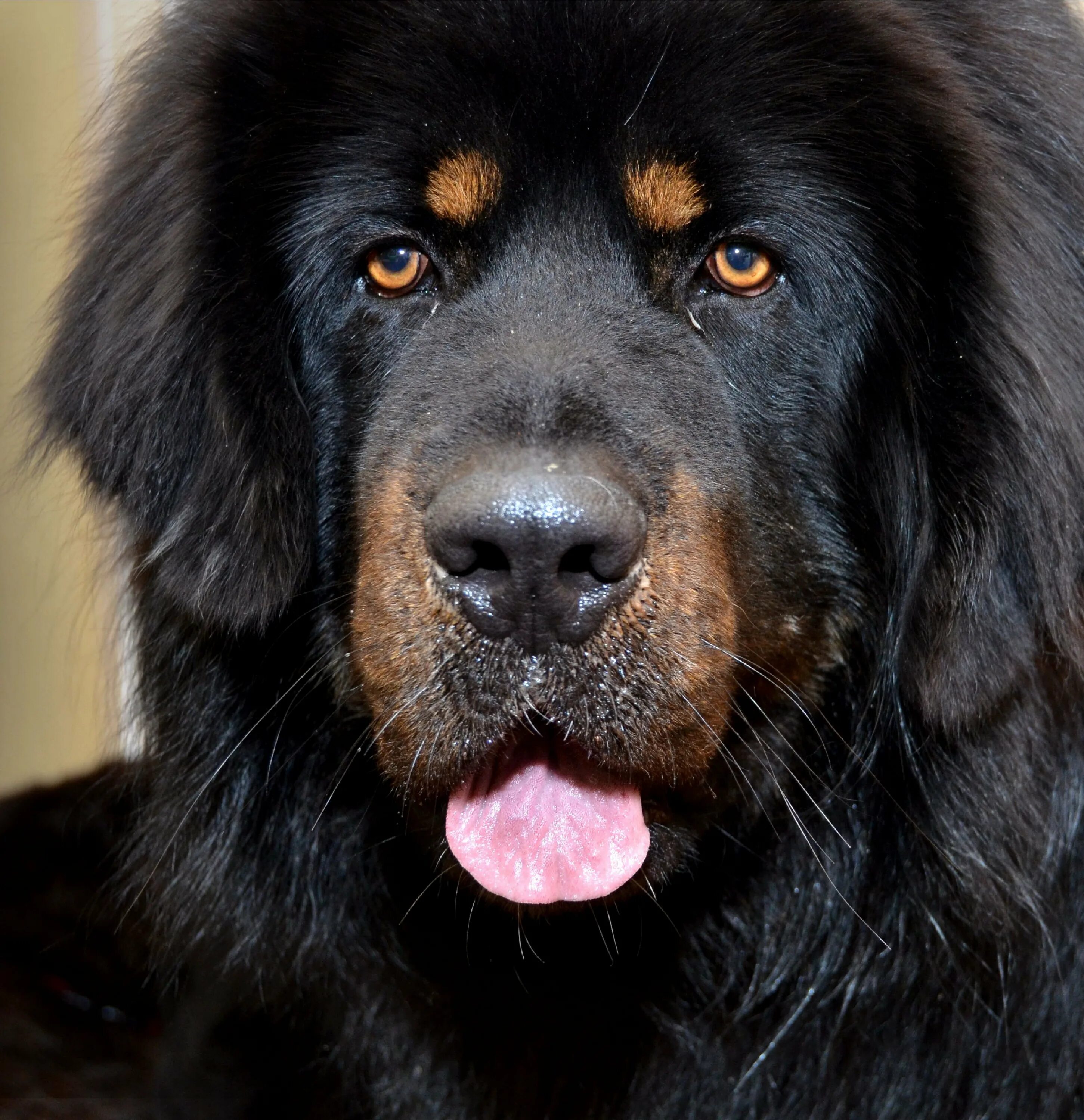 Большая черная собака. Афганский мастиф. Тибетский мастиф. Терсиерский мастиф. Тибетский мастиф черный.
