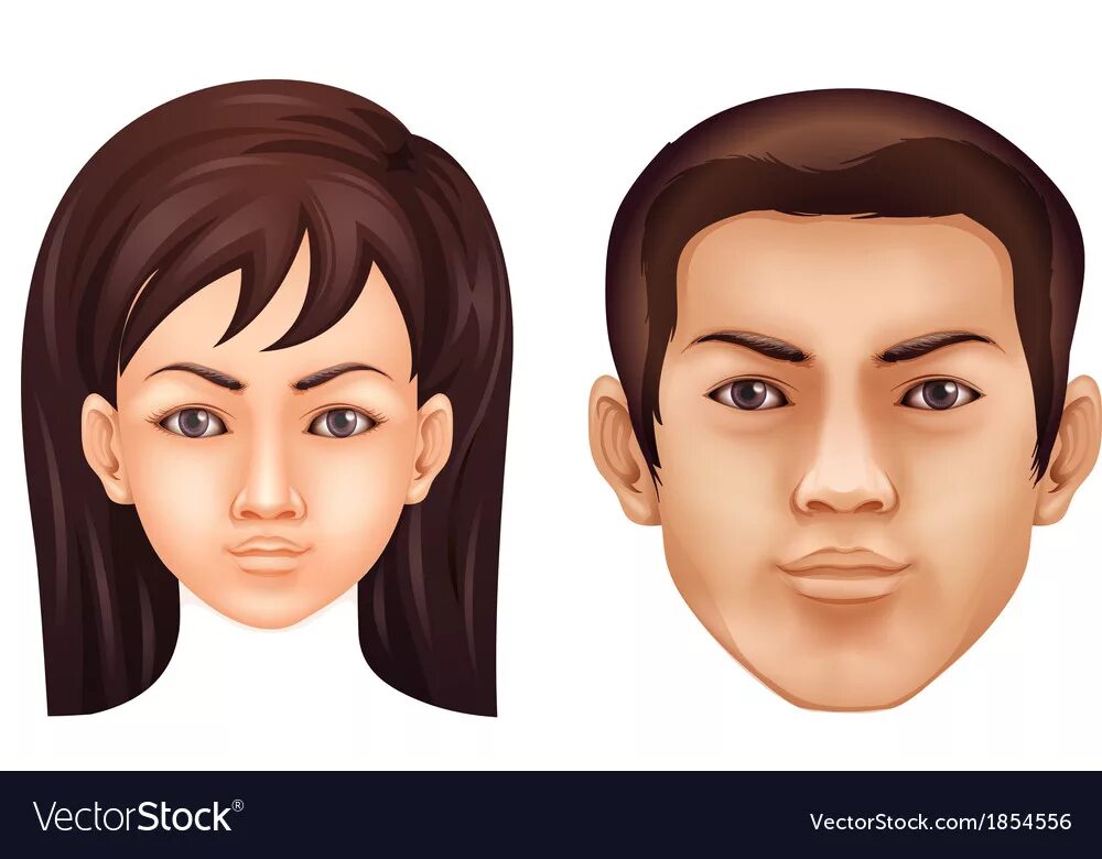 Human features. Женская голова референс. Мозг абстракция. Human features. Features icon.