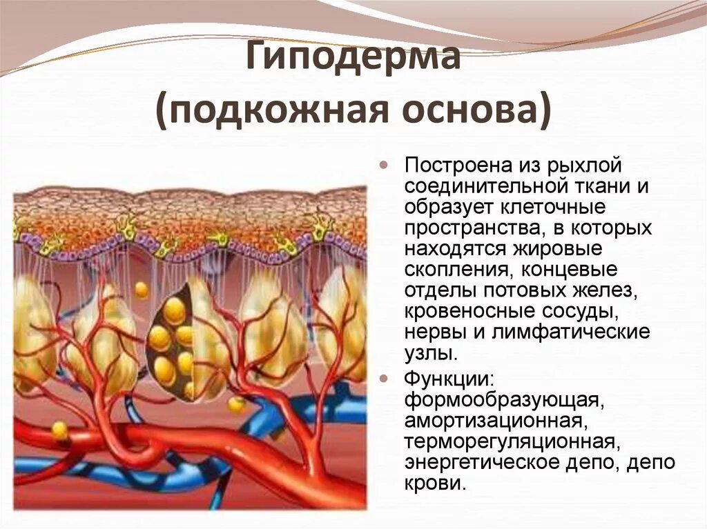 Гиподерма строение и функции. Гиподерма это подкожная жировая клетчатка. Слои гиподермы кожи человека. Жировая клетчатка кожи гиподерма.