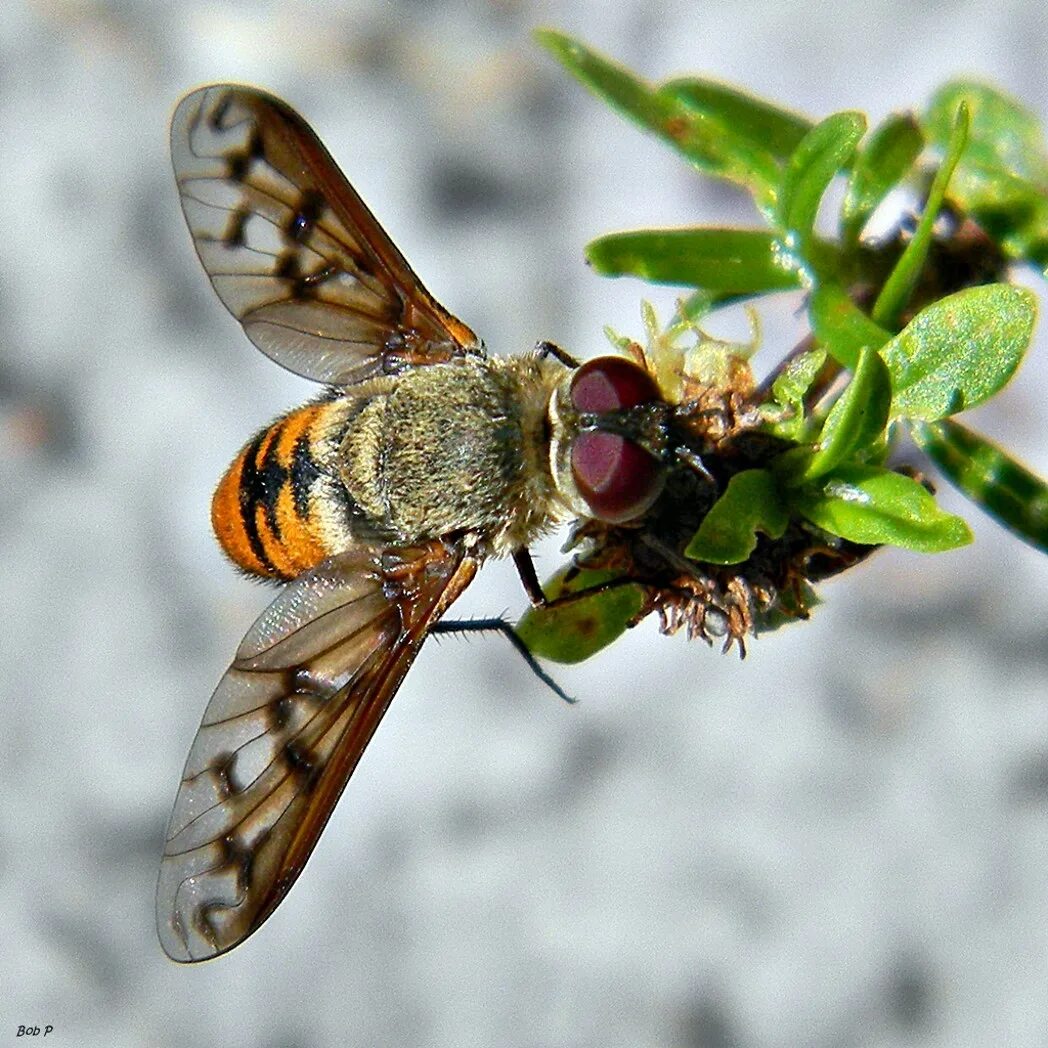 Bee fly. Bombyliidae. Жужжалы. Black-tailed Bee Fly.