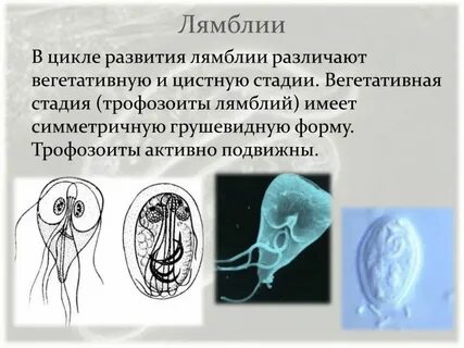 Лямблия стадии