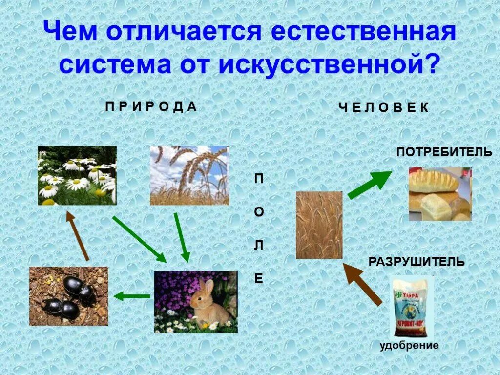 Искусственная биологическая система. Естественные системы. Естественные и искусственные изменения. Изменения Естественные и искусственные МДО. Чем естественная система отличается от искусственной.