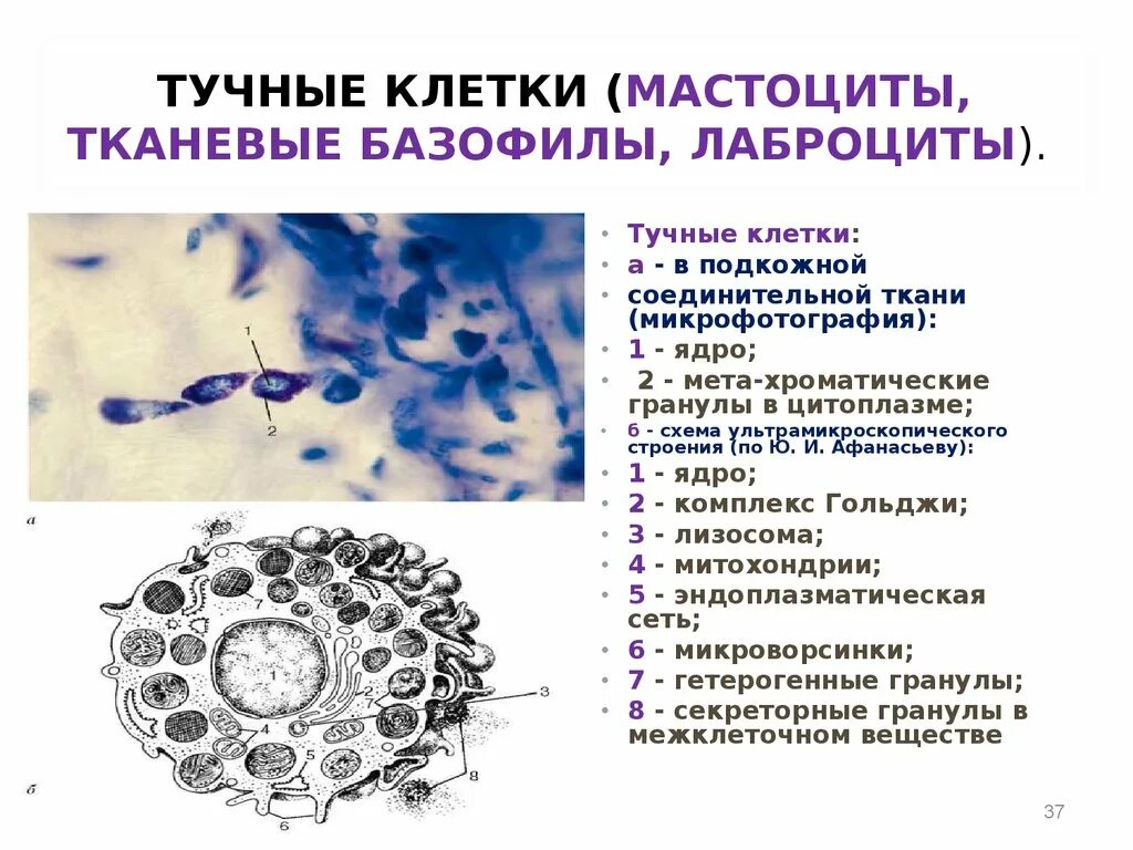 Тканевые базофилы в соединительной ткани. Функции тучных клеток соединительной ткани. Тучная клетка соединительной ткани строение. Тучные клетки Эрлиха микроскоп. Макрофаги препарат