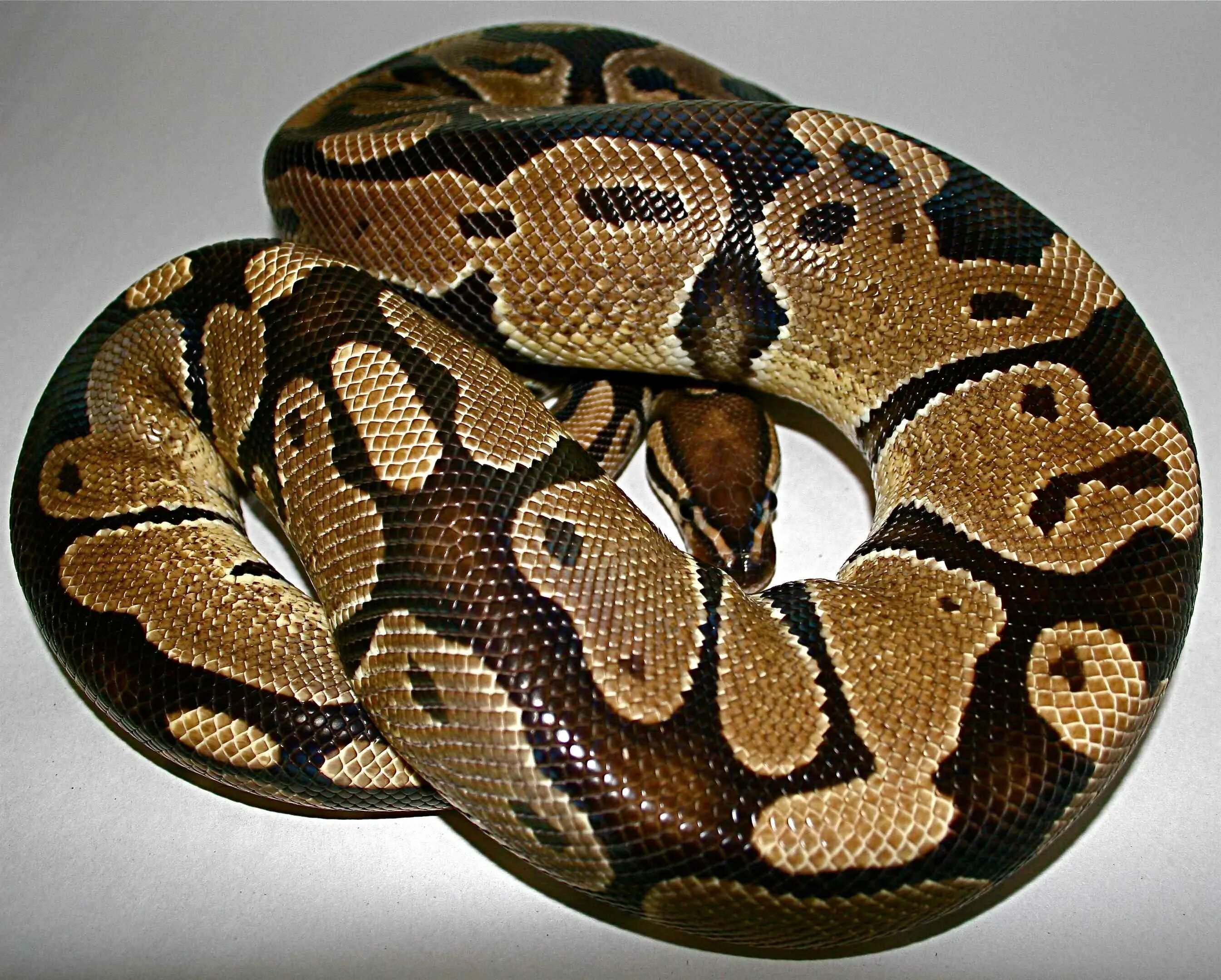 Как зовут питона. Питон iii cd. Змея императорский удав. Иероглифовый питон. Удав обыкновенный императорский.