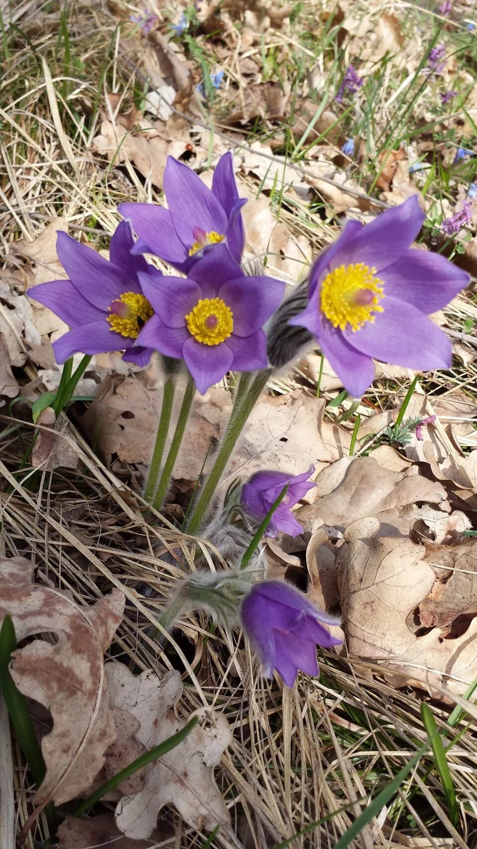 первоцвет федченко. примула первоцвет. первоцветы краснодара. желтые лесные первоцветы кавказа. лесные первоцветы в крыму.