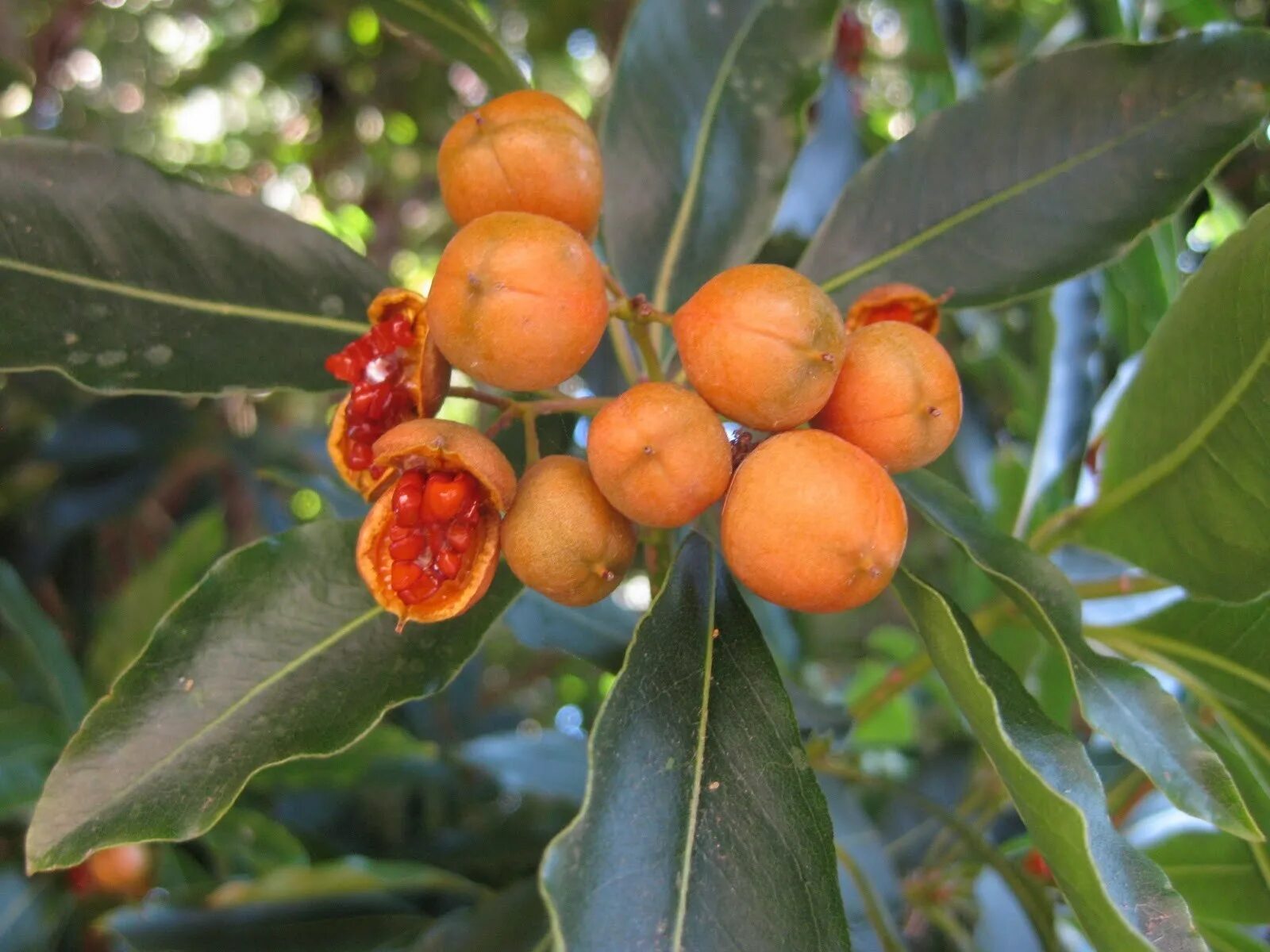 Pittosporum undulatum. Питтоспорум ягоды оранж. Дерево с оранжевыми плодами. Тропические фрукты на деревьях.