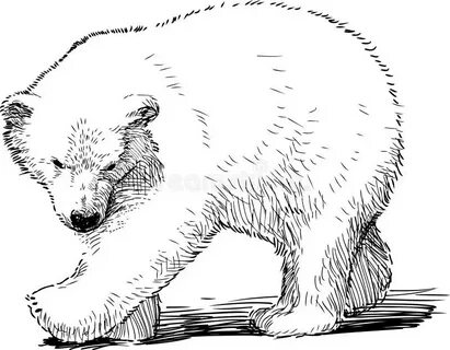 Рисуем белого мишку