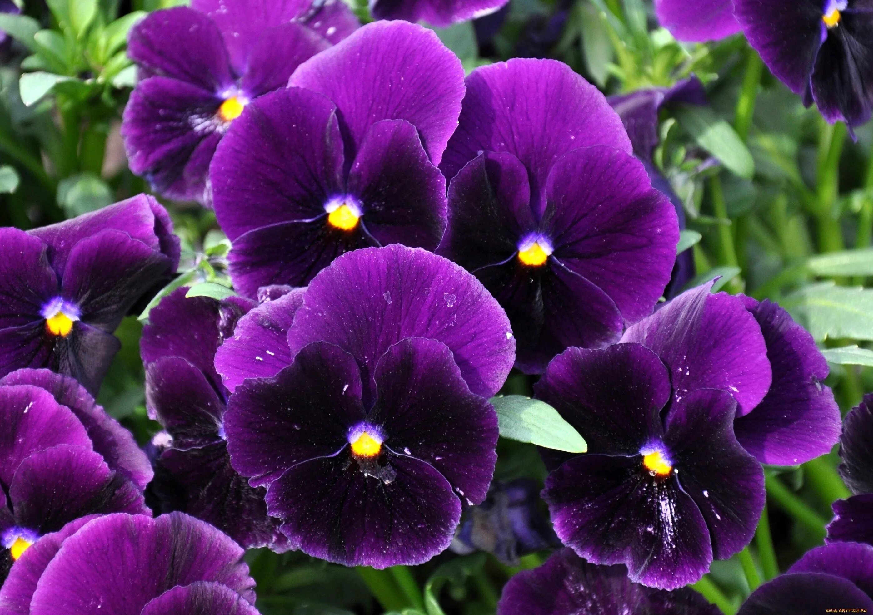 Виола виттрока фиолетовая. Стики виола фиолетовые. Виола фиолетовая как море. Виола фиолетовая как море. Джан яман в виоле.