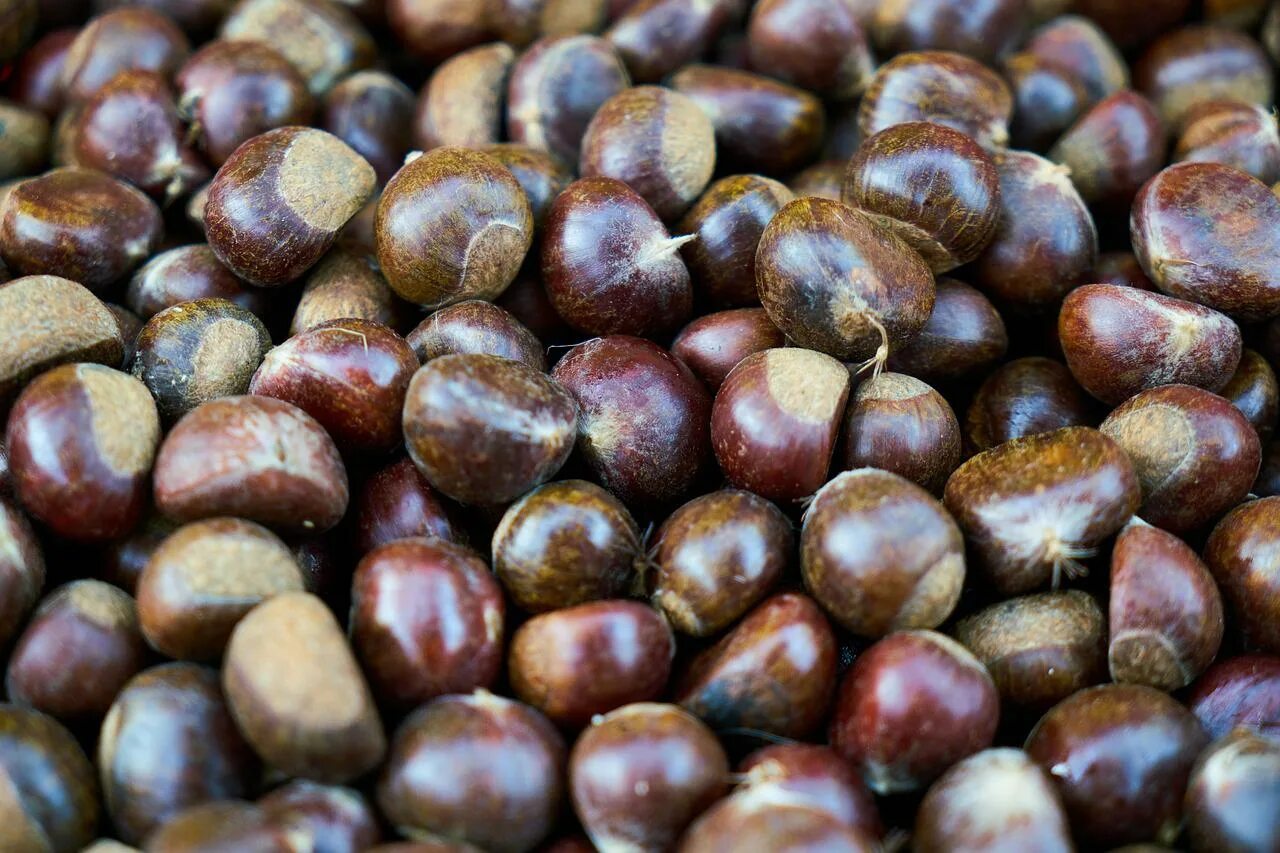 Гранат обыкновенный растение. Каштан марони дерево. Глаз дракона фрукт лонган. Мушмула германская фрукт. Фрукт коричневого цвета.