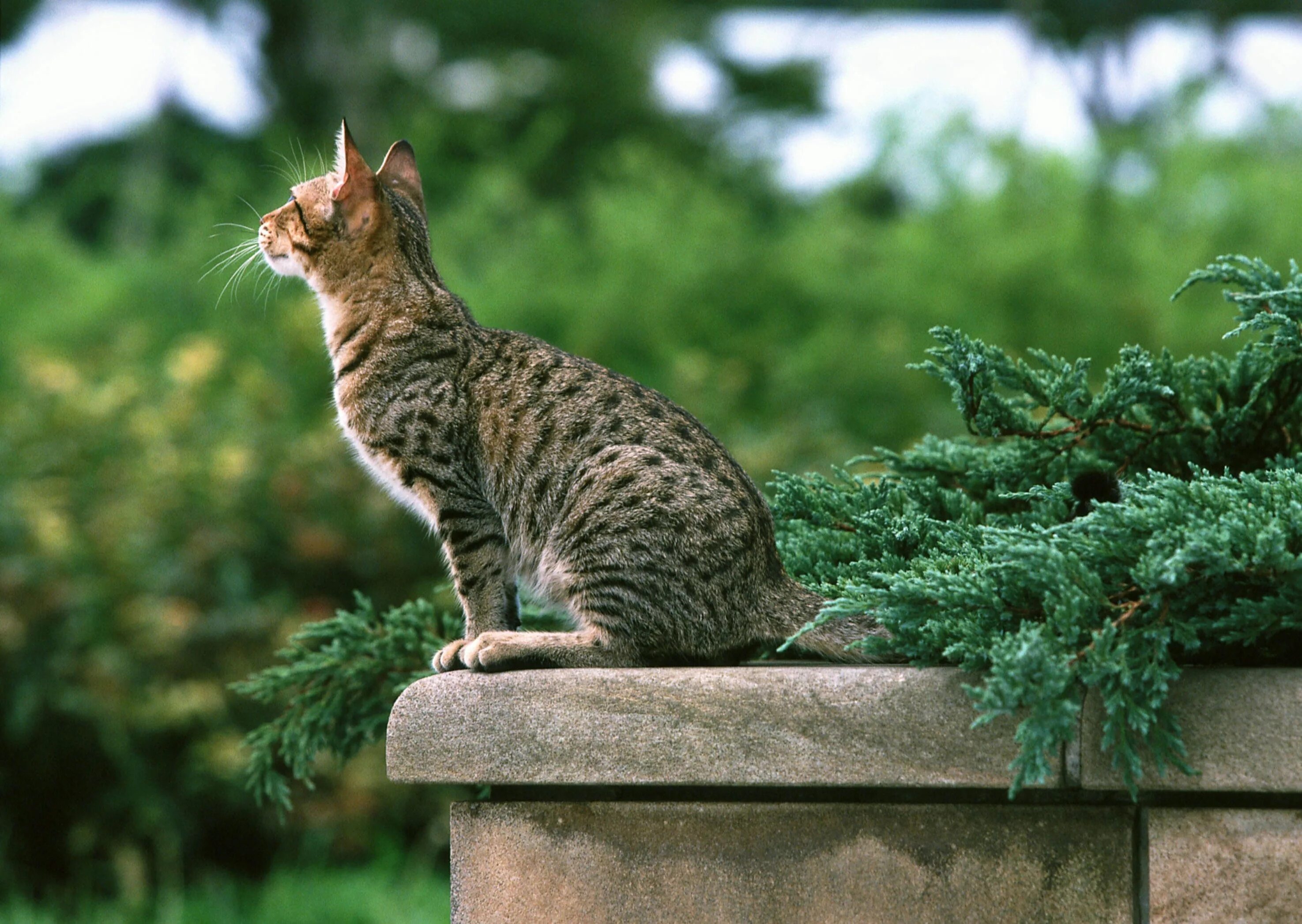 Фото сидящей кошки. Кошки. Кот. Кот сидит. Сидячая кошка.