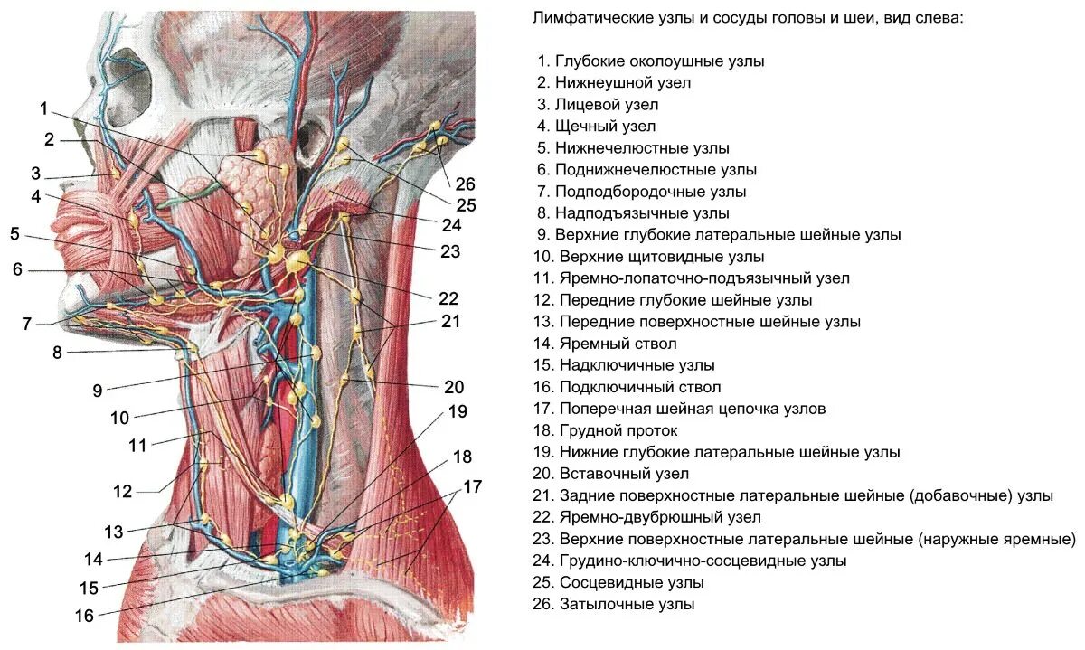 Где болит лимфоузел. Лимфатические сосуды и узлы головы и шеи. Глубокие боковые лимфатические узлы шеи. Поверхностные лимфатические узлы шеи. Лимфатические узлы на шее анатомия строение.