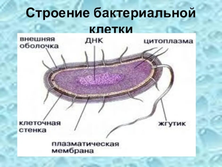 Клетка бактерии имеет днк. Строение бактериальной клетки 5 класс биология. Модель бактериальной клетки 5 класс биология. Строение бактериальной клетки 10 класс схема. Строение клетки бактерии 5 кл.