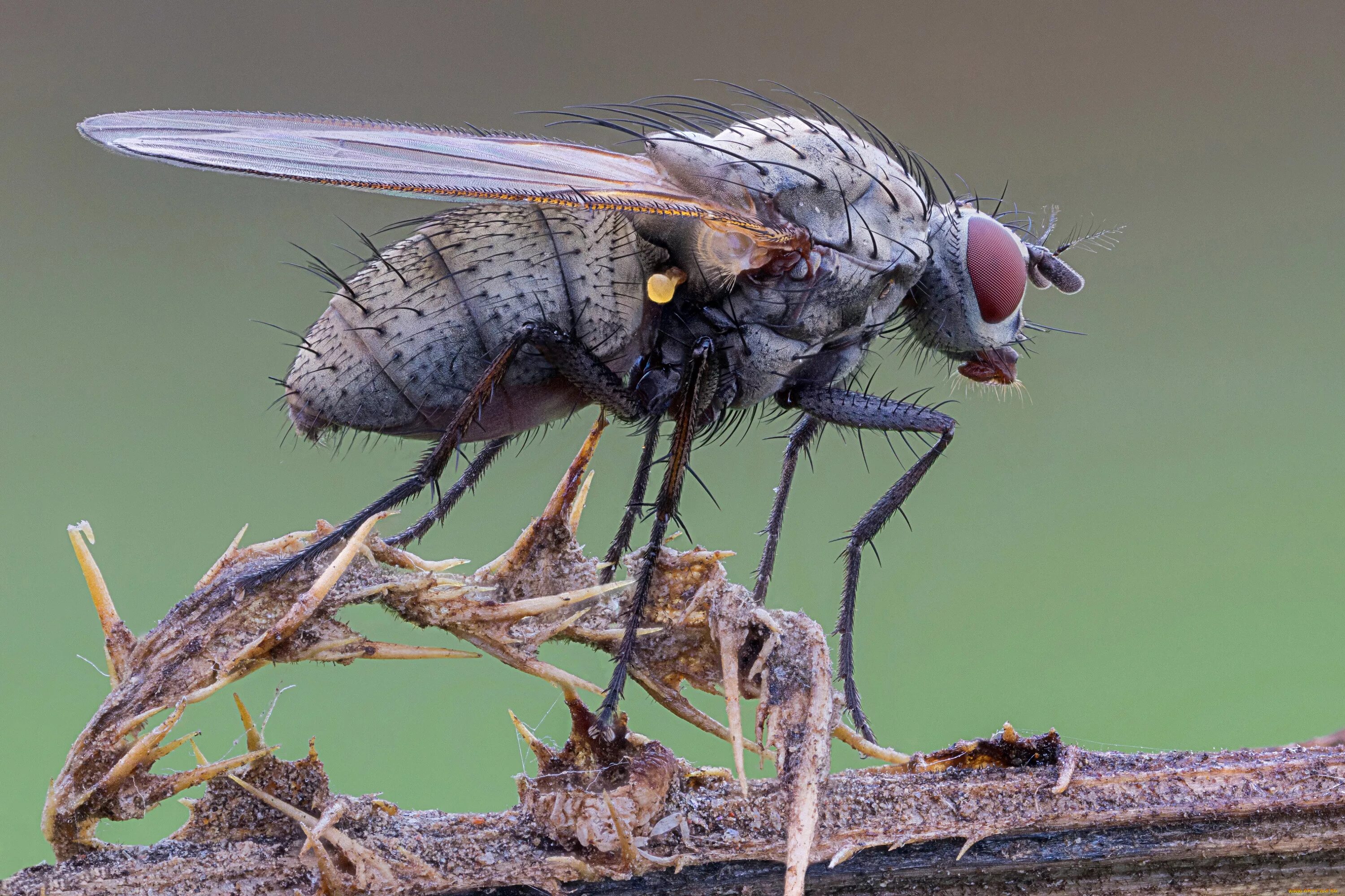 Tsetse fly. Муха ЦЕЦЕ. Муха ЦЕЦЕ Макросъёмка. Муха ЦЕЦЕ фото. Обои Муха ЦЕЦЕ.