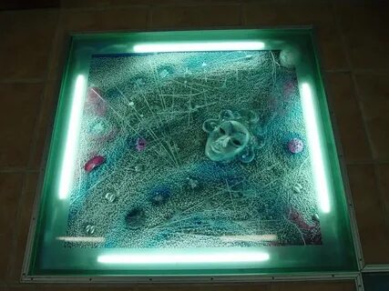 Жизнь под стеклом