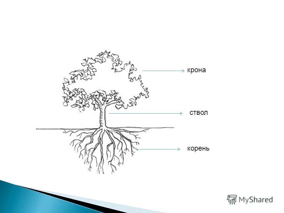 Корень дерева класс. Корень ствол крона. Части дерева схема. Строение дерева. Деревья строение дерева.