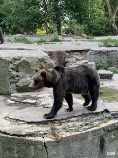 Билеты в зоопарк калининград