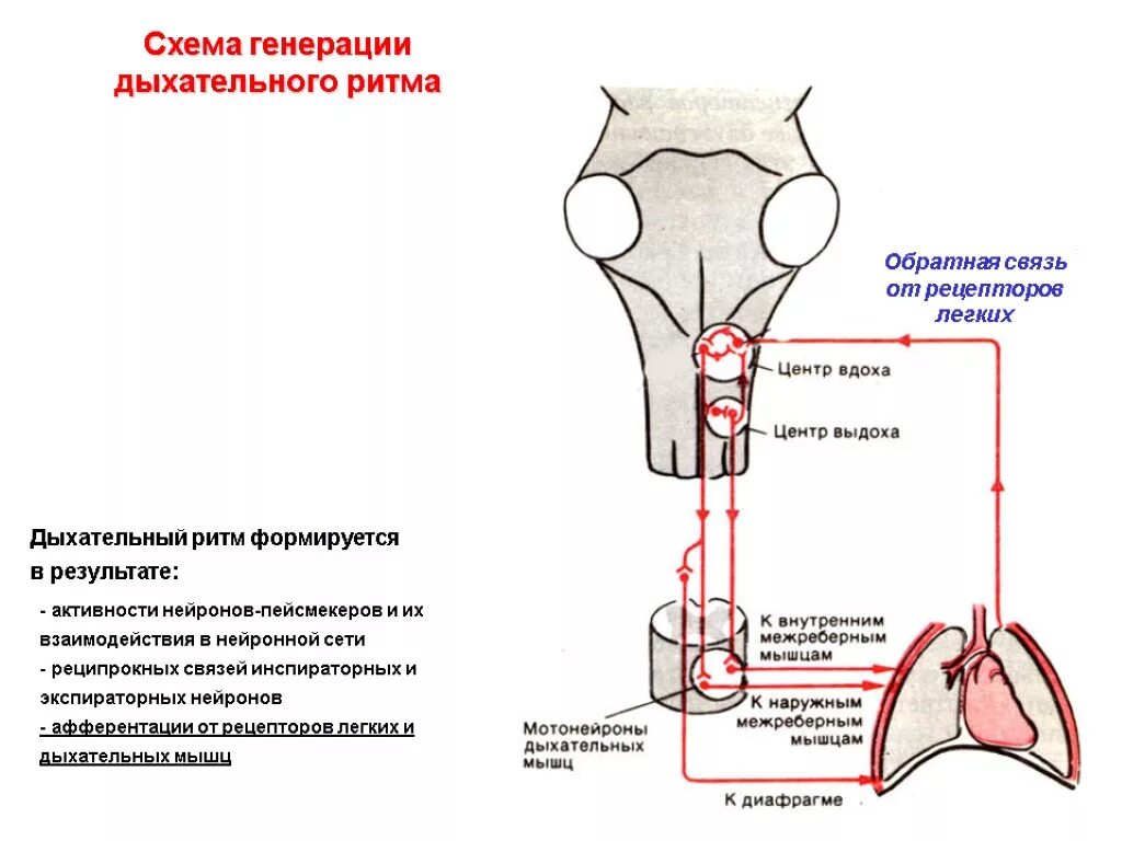 Схема генерации дыхательного ритма. Генерация дыхательного ритма физиология. Схема иннервации инспираторных мышц. Схему взаимосвязи отделов дыхательного центра..