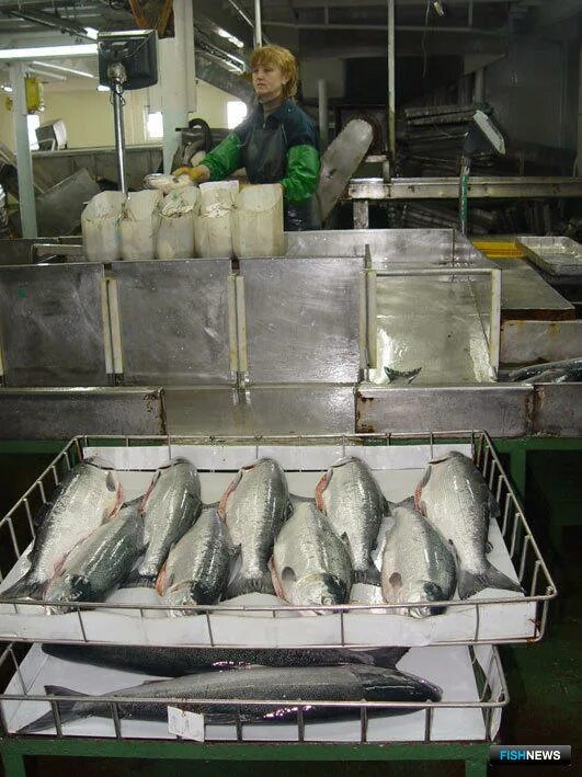 Заморозка рыбы Промышленная. Камера хранения замороженной рыбы. Термостатирование замороженной рыбы. Услуги заморозки рыбы.