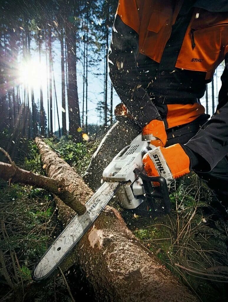 Спил деревьев бензопилой штиль. Валка леса бензопилой Хускварна. Штиль вальщика. Спил деревьев штиль МС 210.