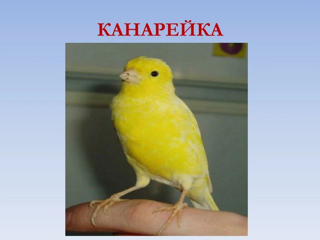 Канарейка кенар. Canary - канарейка. Кенар птица желтый. Канарейка самка. Канарейка сколько звуков.