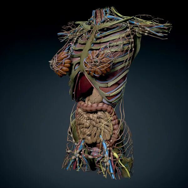 Внутренние органы фото. Анатомия 3в. Анатомия внутренних органов человека 3д.