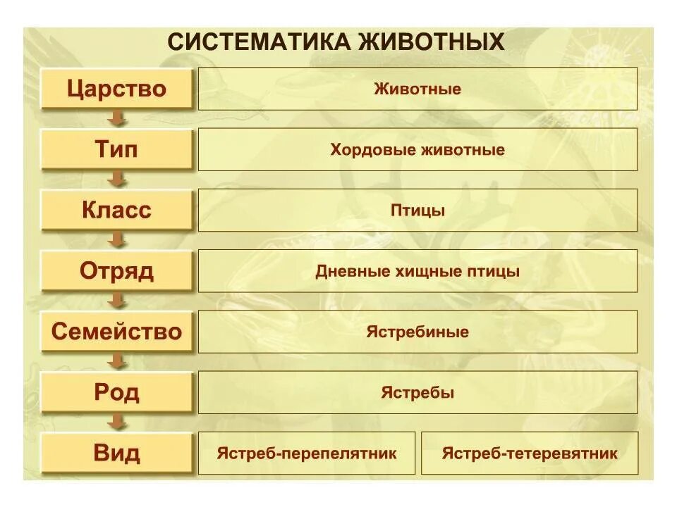 Лев тип класс. Царство животных типы классы отряды семейства. систематика животных схема 5 класс биология. классификация царства животных 5 класс биология. систематика животного 5 класс биология.