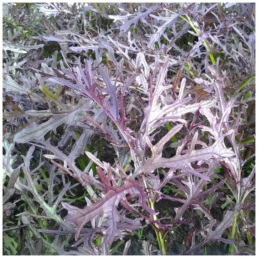 капуста мизуна. мизуна зеленая капуста японская. мизуна капуста горчица. японская капуста мицуна. мизуна японская красная.