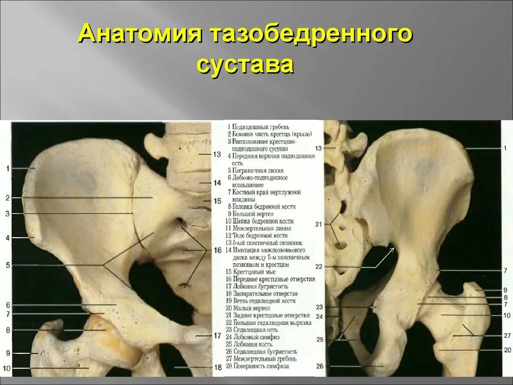 кости тазобедренного сустава человека. тазобедренный сустав анатомия строение. строение бедра шейка бедра. анатомия тазобедренного сустава лонная кость. кости тазобедренного сустава человека.