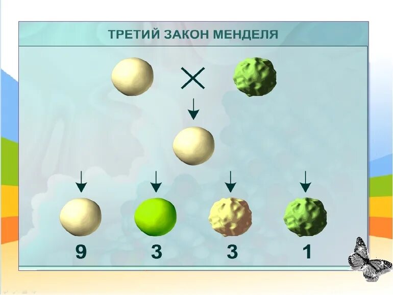 Наследственные задатки по менделю. Иллюстрация третьего закона Менделя. 3 Закон Грегора Менделя схема. Третий закон Менделя горох. Схема скрещивания 3 закона Менделя.