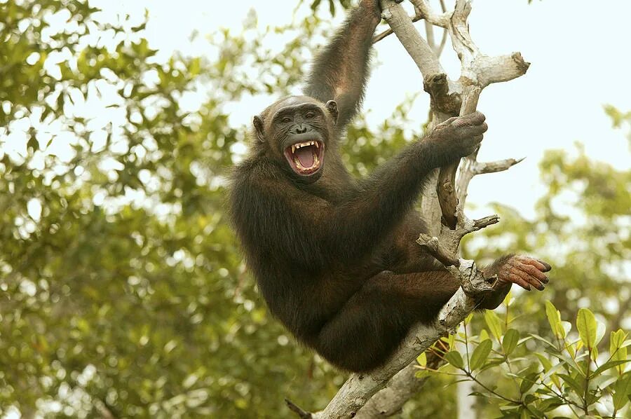 A chimp can перевод. Шимпанзе Pan Troglodytes. Chimpanzee Climbing. Pan Troglodytes Troglodytes. The Chimpanzee is aggressive.