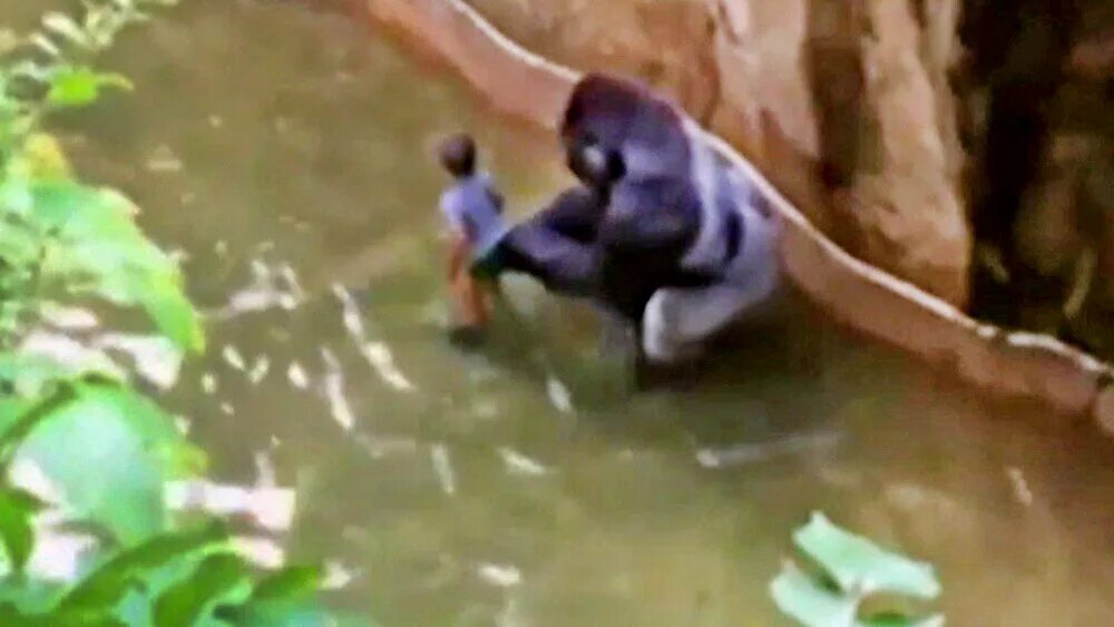 Тетя горилла если хотите стать сильными детки. Цинциннати зоопарк горилла. Мальчик упал в вольер к горилле. В зоопарке упал в вольер. Горилла спасла ребенка в зоопарке.