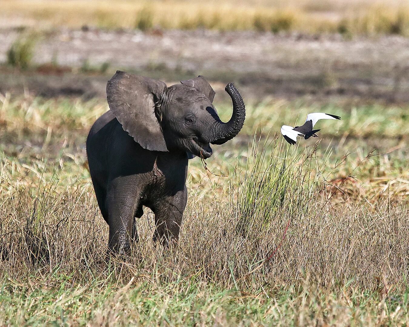 Elephant bird. Слонёнок Сула. Слон хобот вверх. Слон трубит. Хобот африканского слона.