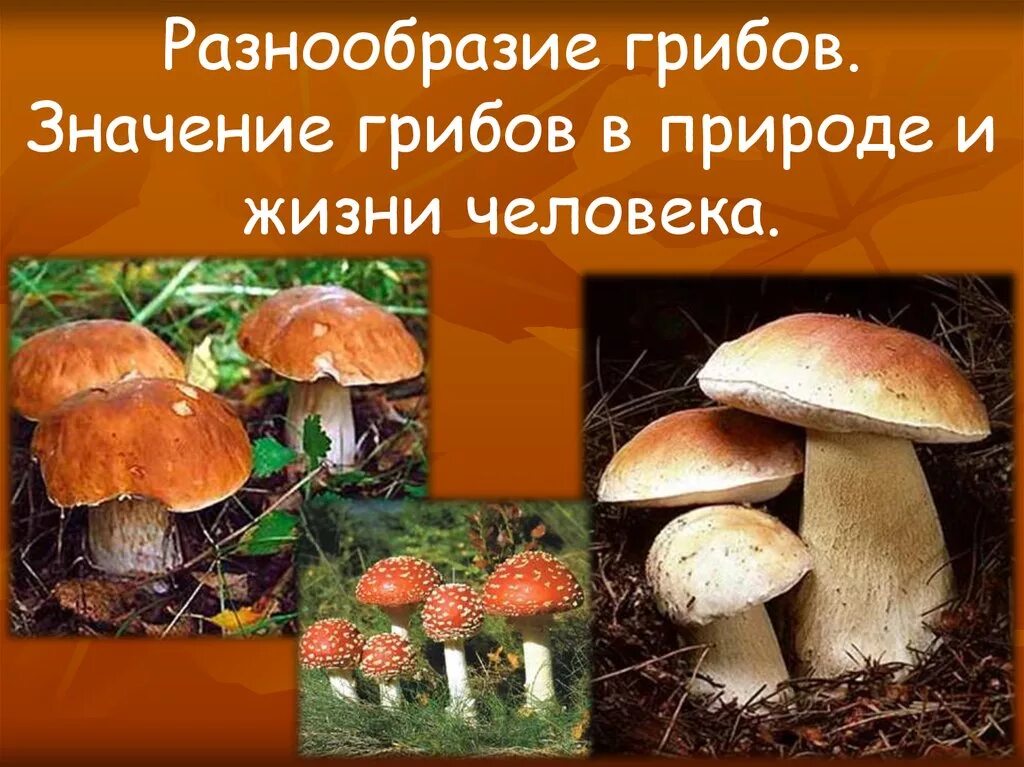 Разнообразие грибов в природе. Многообразие грибов в жизни человека и в природе. Значение грибов в природе и жизни человека. Грибы в жизни человека и в природе.