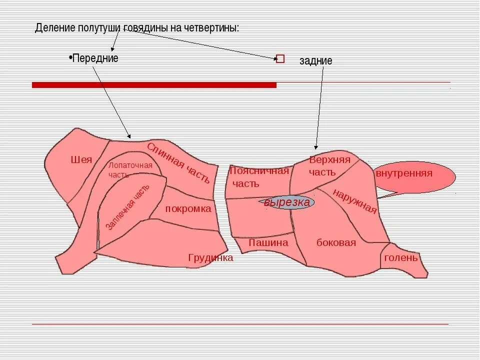 Части свиного мяса. Говядина схема разруба говяжьей туши. Схема разделки говяжьей полутуши. Разруб свиной туши на части. Полутуши свинины схема.