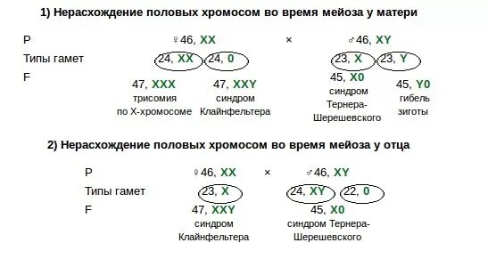 Сколько типов гамет может образоваться у матери. Задачи с нерасхождением хромосом. Нерасхождение половых хромосом у человека. Схема половых хромосом. Нерасхождение хромосом в мейозе.