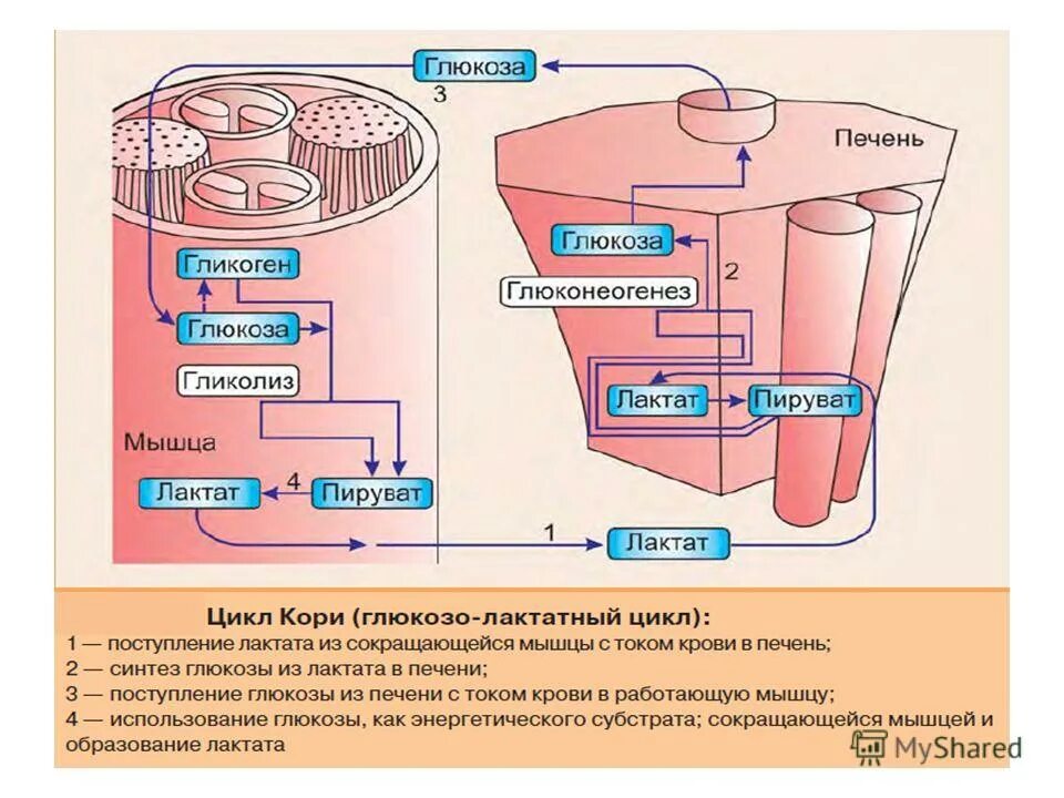 Превращение в печени гликогена в глюкозу. Синтез Глюкозы и лактата. Синтез Глюкозы в печени глюконеогенез. Синтез Глюкозы - глюконеогенез. Глюконеогенез биохимия.