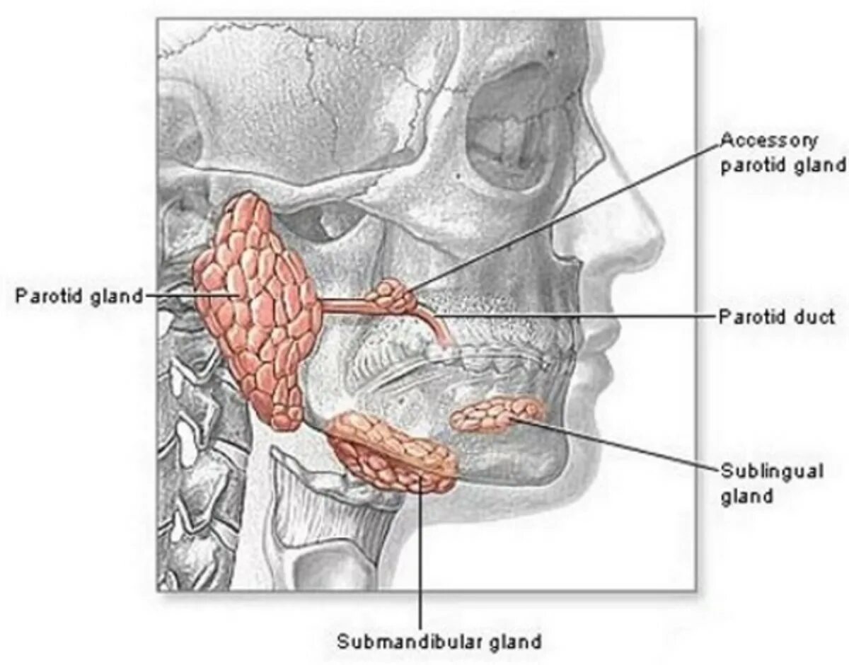 Откуда слюна. Околоушная слюнная железа анатомия. Кт анатомия слюнных желез.